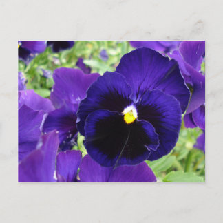 Foto Postkarte "Dunkelblaue Blume"