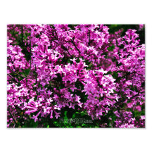 Foto Print (exakte Größe) - Lila antike Lilacs