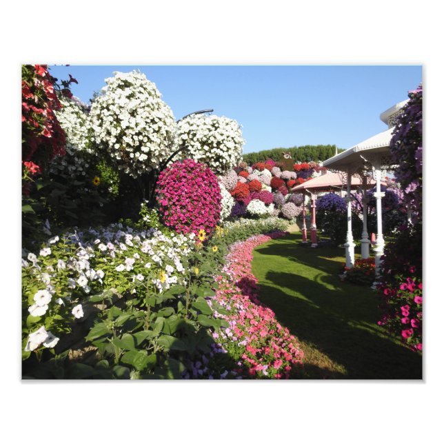 Foto Print mit Petunias (Vorne)