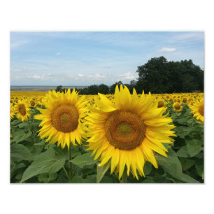 Foto Print mit Sonnenblumen