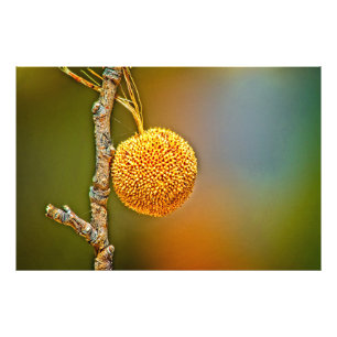 Foto Print, Sycamore Seed Ball 