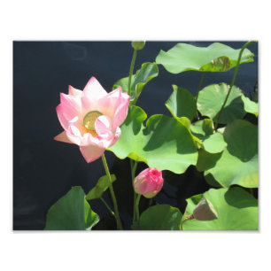 Foto "Riant Lotus Blume"