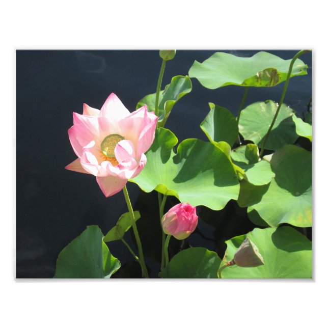 Foto "Riant Lotus Blume" (Vorne)