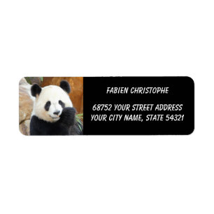 Foto Riesenpanda, Tiere 0344.
