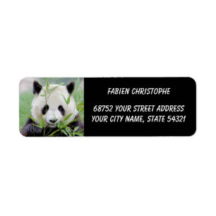Foto Riesenpanda, Tiere 0346.