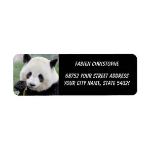 Foto Riesenpanda, Tiere 0348.