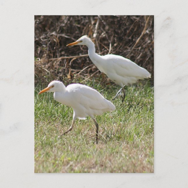 Foto Rinder Egrets Postkarte (Vorderseite)