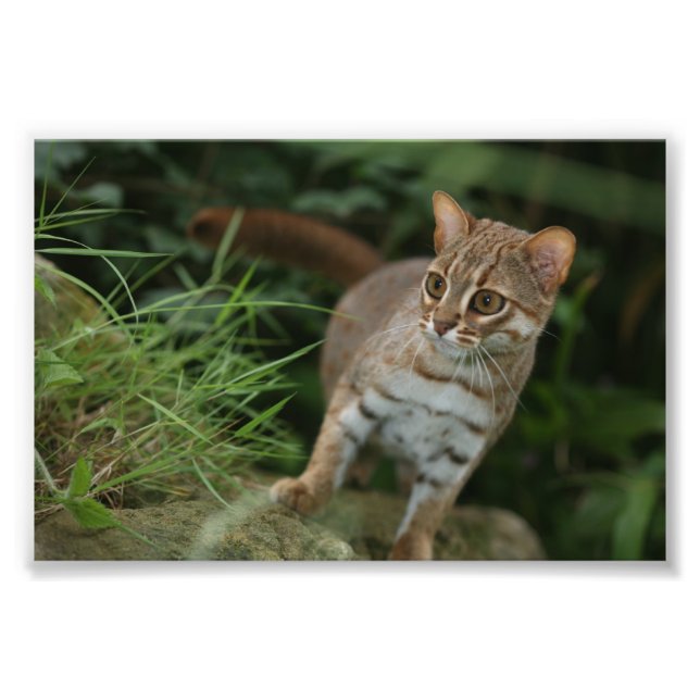 Foto - rostige gepunktete Katze (Vorne)