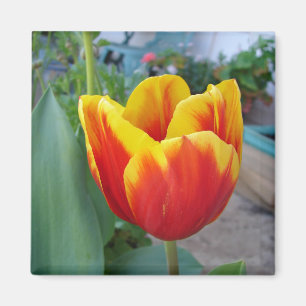 Foto Rot-Gelb-Tulip Magnet