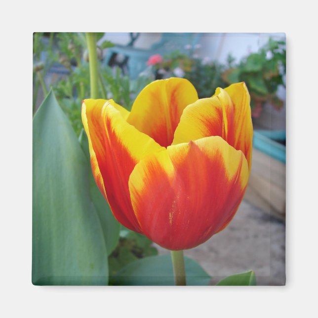 Foto Rot-Gelb-Tulip Magnet (Vorne)