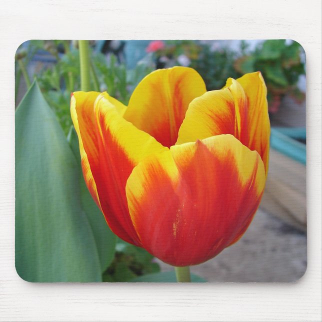 Foto Rot-Gelb-Tulip Mousepad (Vorne)