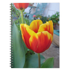 Foto Rot-Gelb-Tulip Notizblock