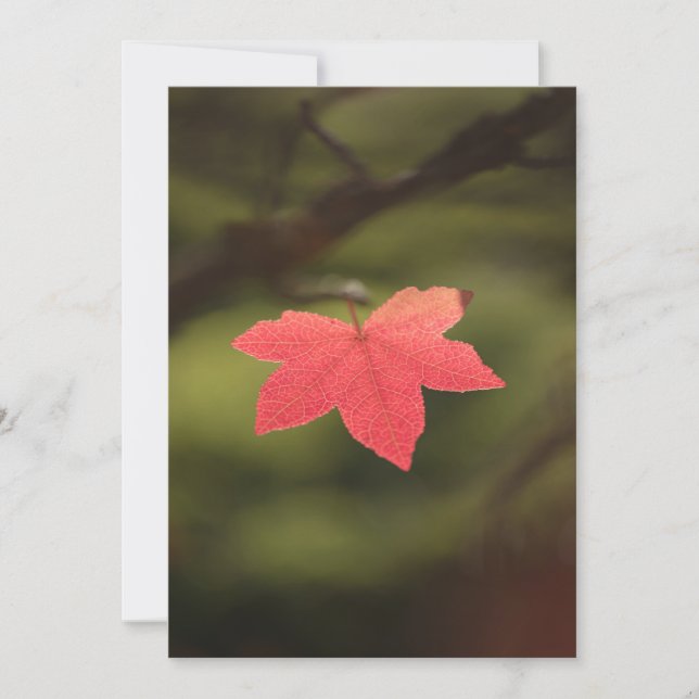 Foto "Roter Herbst" Karte (Vorderseite)