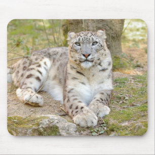 Foto Schnee Leopard Katze Tiere. Mousepad