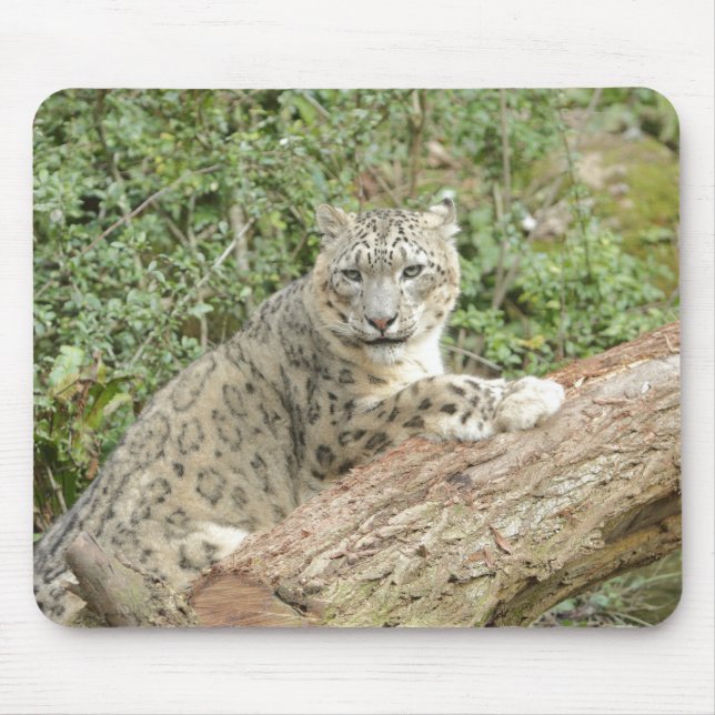 Foto Schnee Leopard Katze Tiere. Mousepad (Vorne)