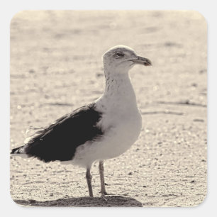 Foto Seagull am Strand von Coney Island Quadratischer Aufkleber