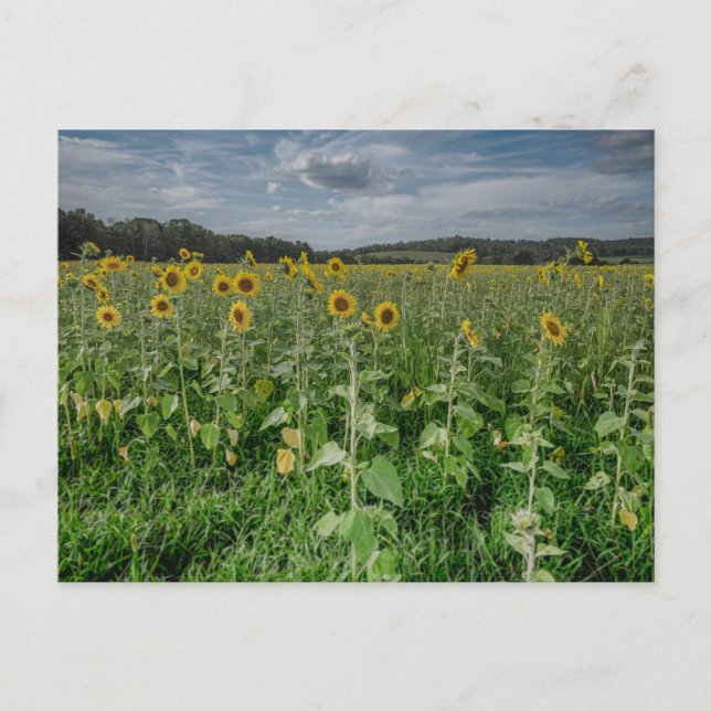 Foto "Sonnenblumenfeld" Postkarte (Vorderseite)