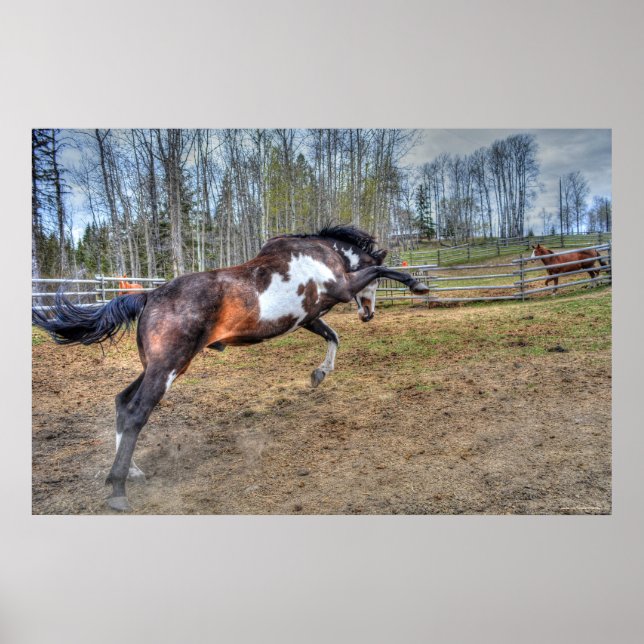 Foto "Spirale Pinto Stallion Equine Action" Poster (Vorne)