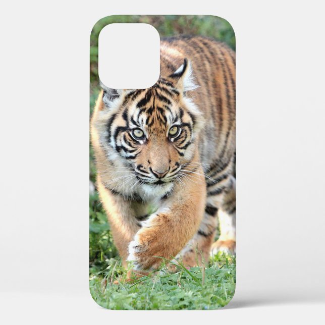Foto , Tiere , Tiger , Tiger . Case-Mate iPhon iPhone Hülle (Rückseite)