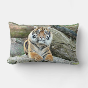 Foto Tiger Katze , Tiere . Kissen werfen