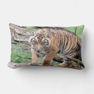 Foto Tiger Katze , Tiere . Kissen werfen