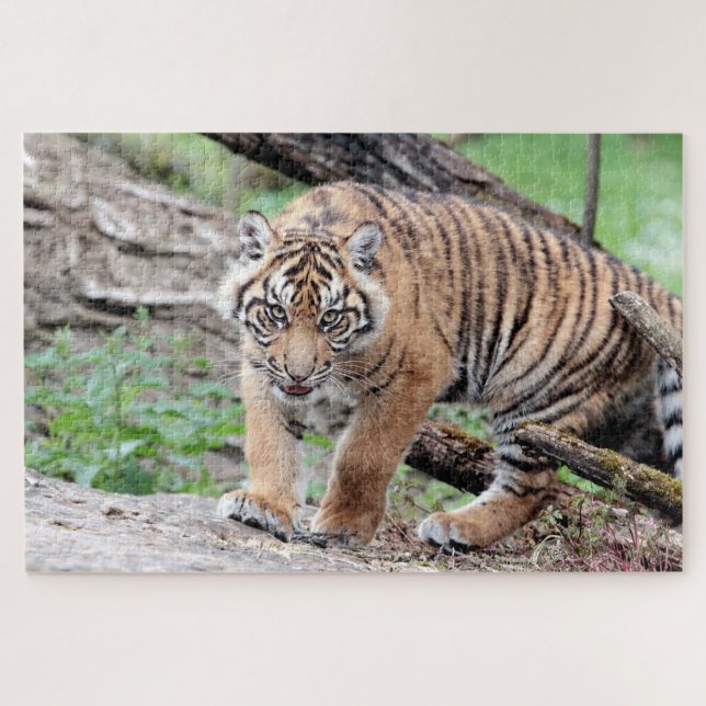 Foto Tiger, Tiere 0310. Puzzle (Horizontal)