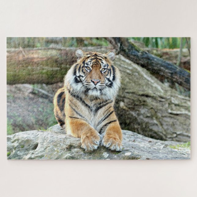 Foto Tiger, Tiere 0313. Puzzle (Horizontal)