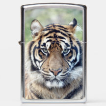 Foto Tiger, Tiere 0367.