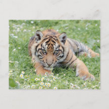 Foto Tiger , Tiere auf der Postkarte