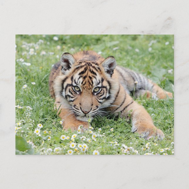 Foto Tiger , Tiere auf der Postkarte (Vorderseite)