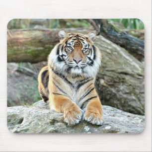 Foto Tigerkatzen Mousepad