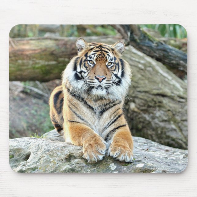 Foto Tigerkatzen Mousepad (Vorne)