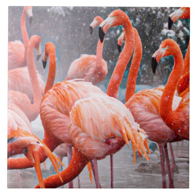 Foto von American Flamingos Fliese (Vorderseite)