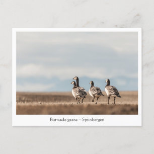 Foto von Barnacle Gänse Postkarte