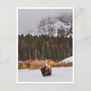 Foto von Bisons im Yellowstone-Nationalpark im Win Postkarte