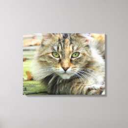 Foto von braunen, langhaarigen Barnkatzen Wrapped Leinwanddruck