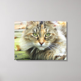 Foto von braunen, langhaarigen Barnkatzen Wrapped Leinwanddruck