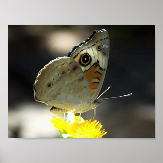 Foto von Buckeye Butterfly auf einer gelben Blume Poster (Vorne)