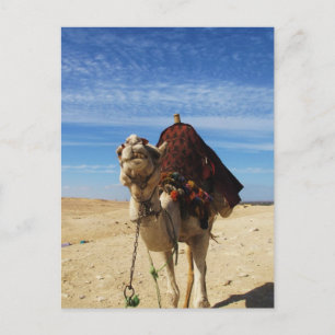 Foto von Camel in Ägypten Postkarte