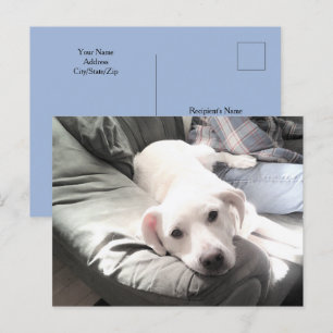 Foto von Dog Sitting Next to Best Friend Blue Postkarte