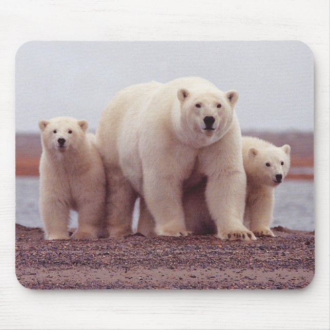 Foto von Eisbär-Mutter und Jungen Mousepad (Vorne)
