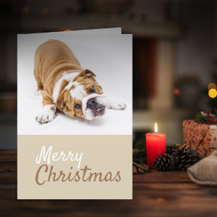 Foto von English Bulldog Welpe Weihnachten Custom