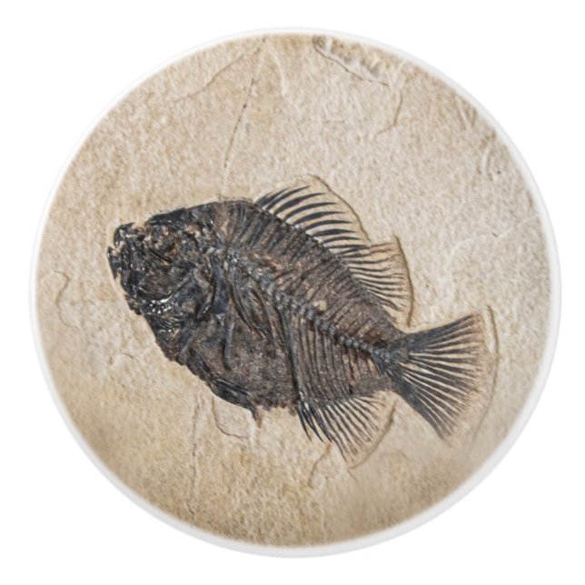 Foto von Fossil Sandstone Keramikknauf (Vorderseite)