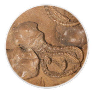 Foto von Fossil Sandstone Keramikknauf