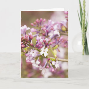Foto von Frühlingsblüten von Lilac Karte
