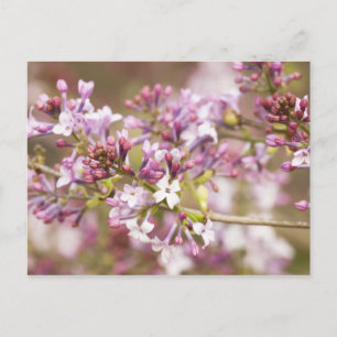 Foto von Frühlingsblüten von Lilac Postkarte