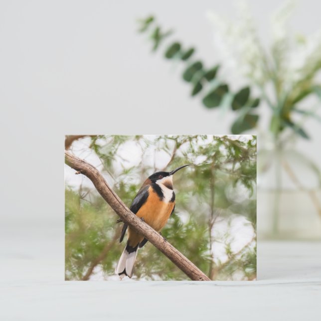 Foto von Hummingbird Postkarte (Stehend Vorderseite)