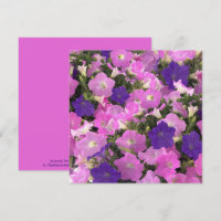 Foto von Morgen-Glorie-Rosa- und Lila-Blumen
