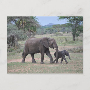 Foto von Mutter- und Baby-Elefanten Postkarte