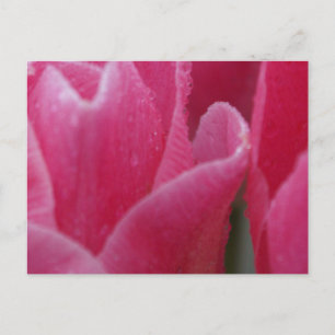 Foto von rosa Tulips auf Karten schließen